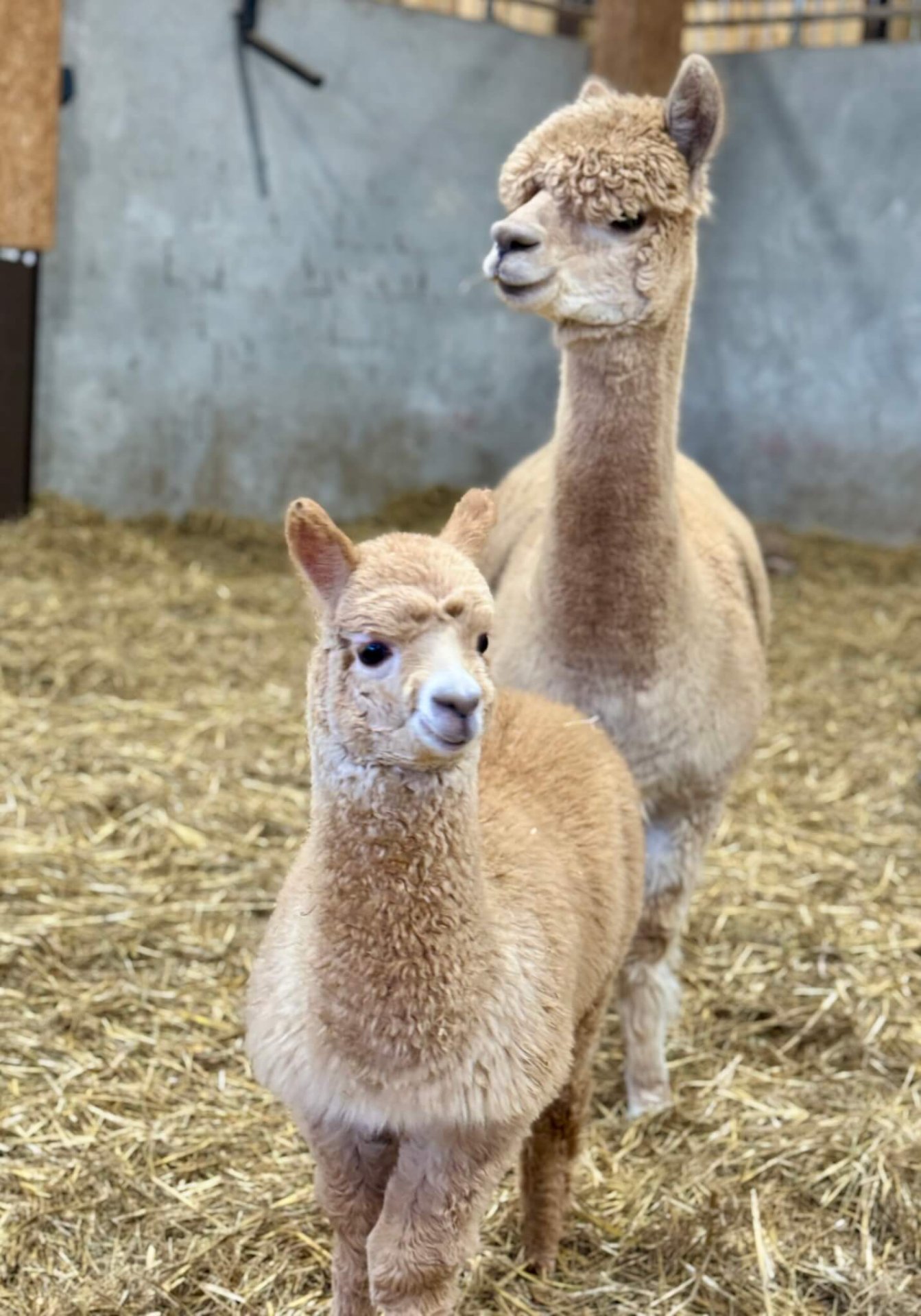 Godstone Farm — kids' party venue in London