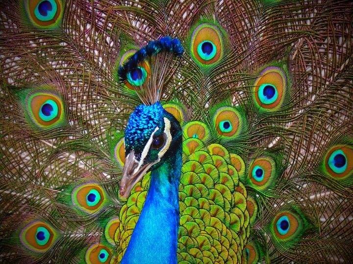 Hanwell Zoo — kids' party venue in London