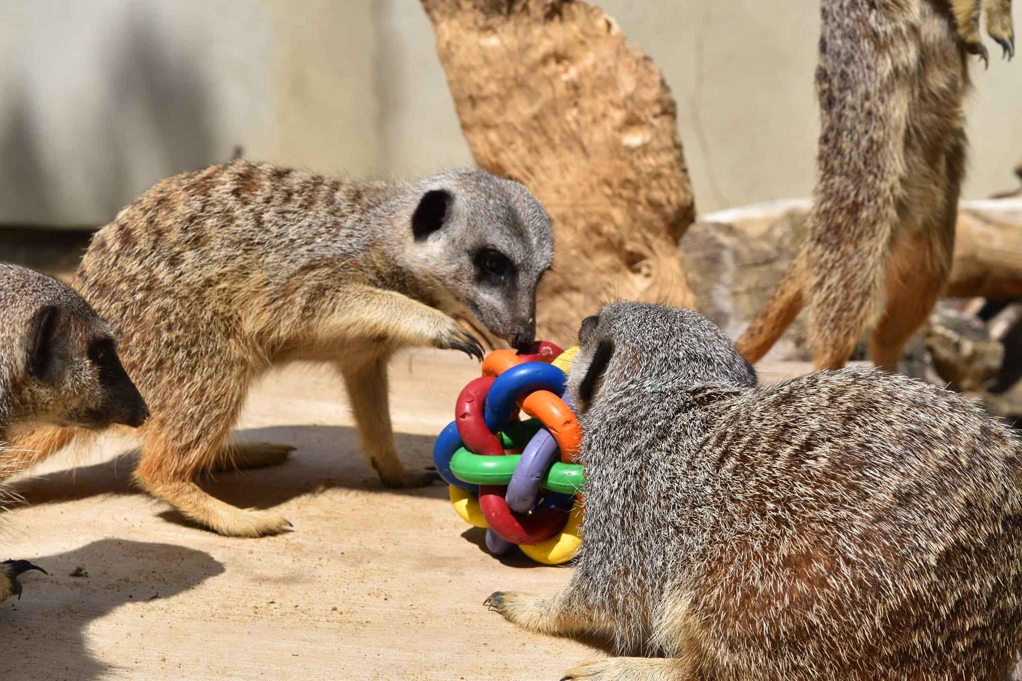 Hanwell Zoo — kids' party venue in London
