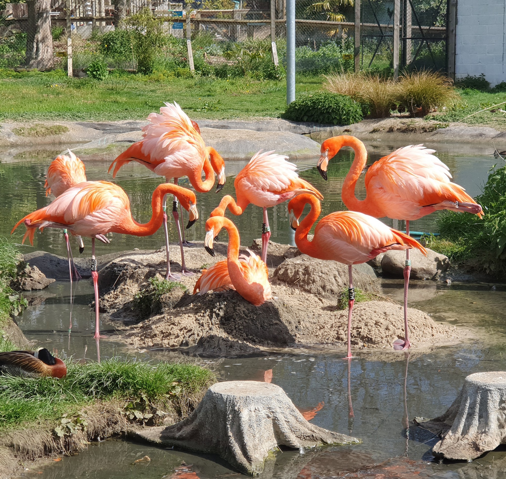 Hanwell Zoo — kids' party venue in London