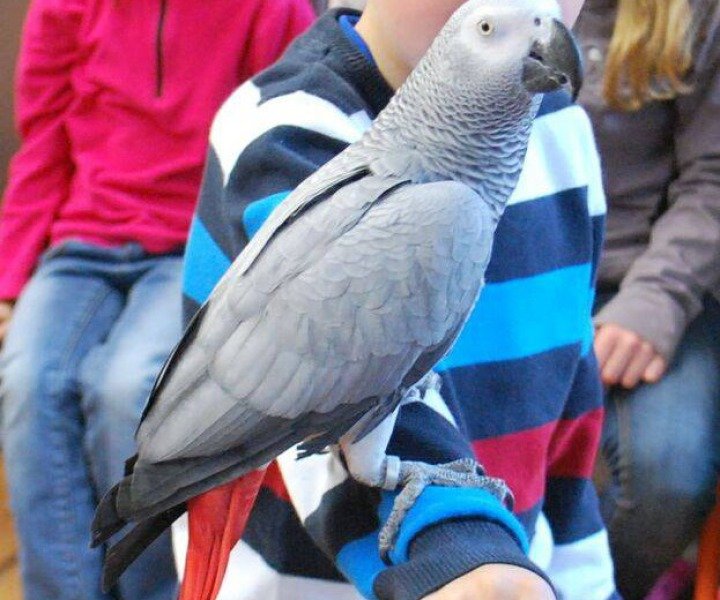 Get To Know Animals — kids' party venue in London