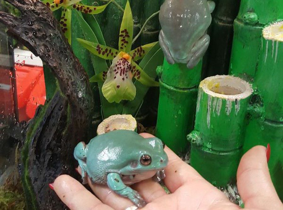 Get To Know Animals — kids' party venue in London