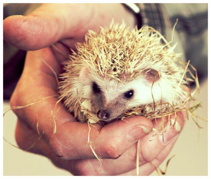 Get To Know Animals — kids' party venue in London