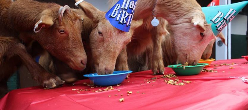 Vauxhall City Farm — kids' party venue in London