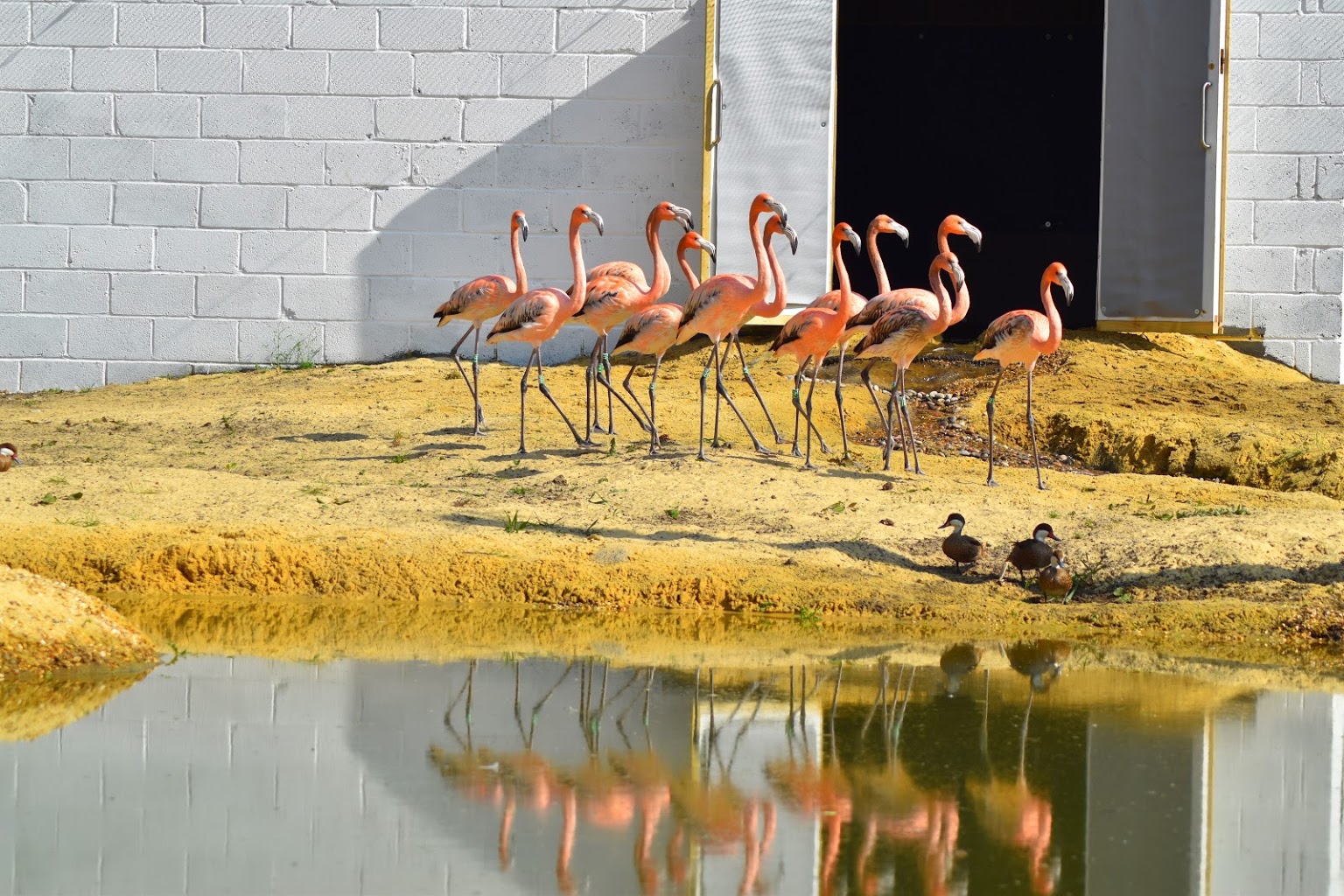 Hanwell Zoo — kids' party venue in London