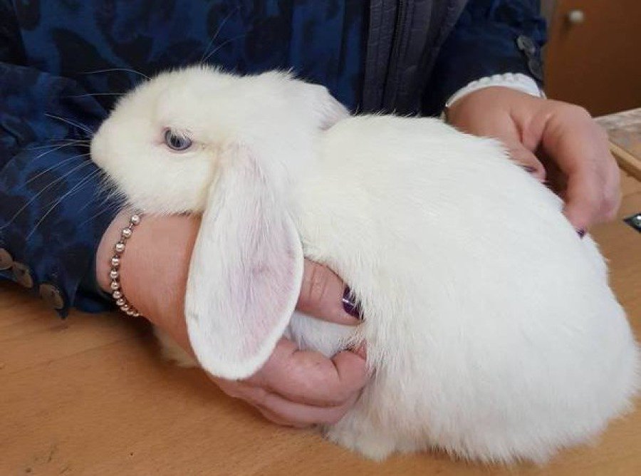 Get To Know Animals — kids' party venue in London