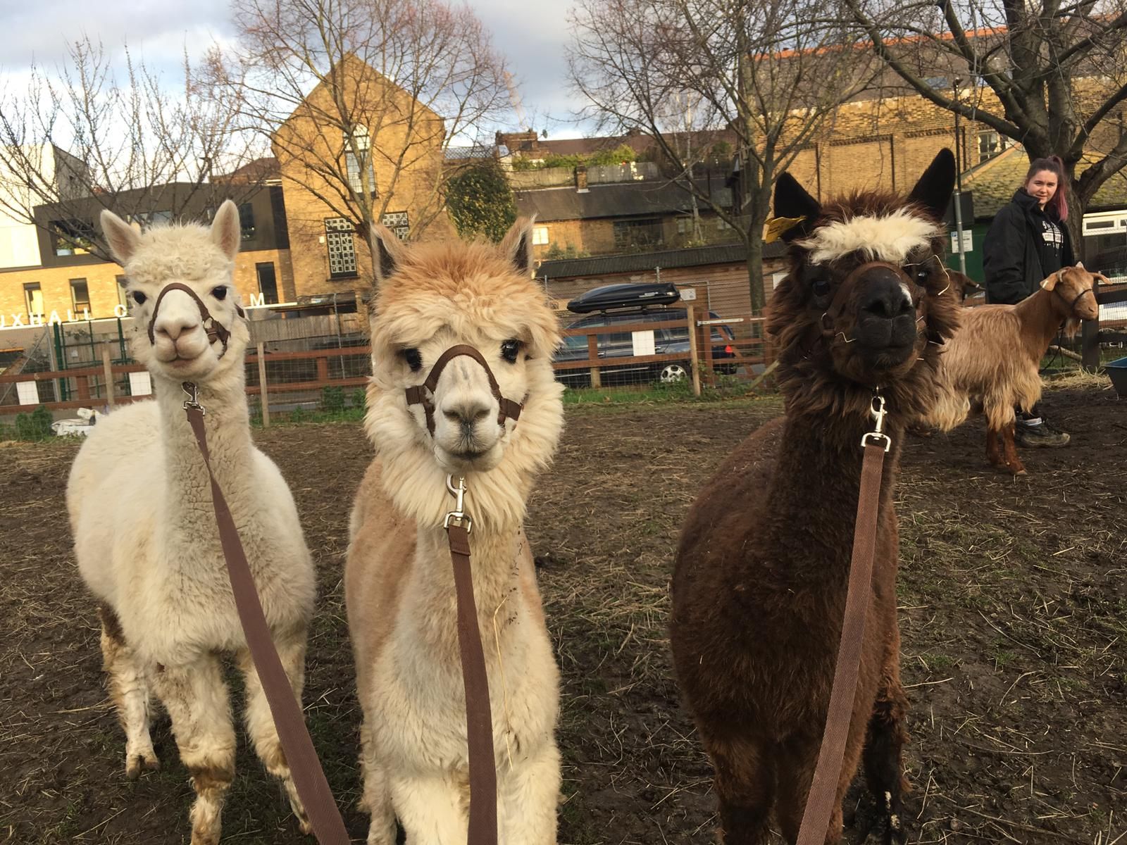 Vauxhall City Farm — kids' party venue in London