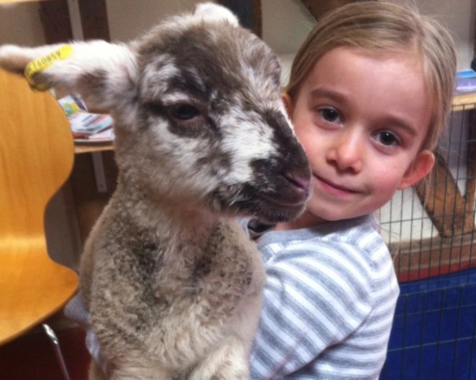 Rocky's Animals — kids' party venue in London
